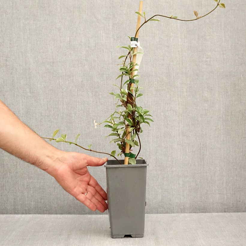 Spécimen de Trachelospermum asiaticum Star of Milano - Jasmin étoilé Pot de 1,5L/2L tel que livré en été