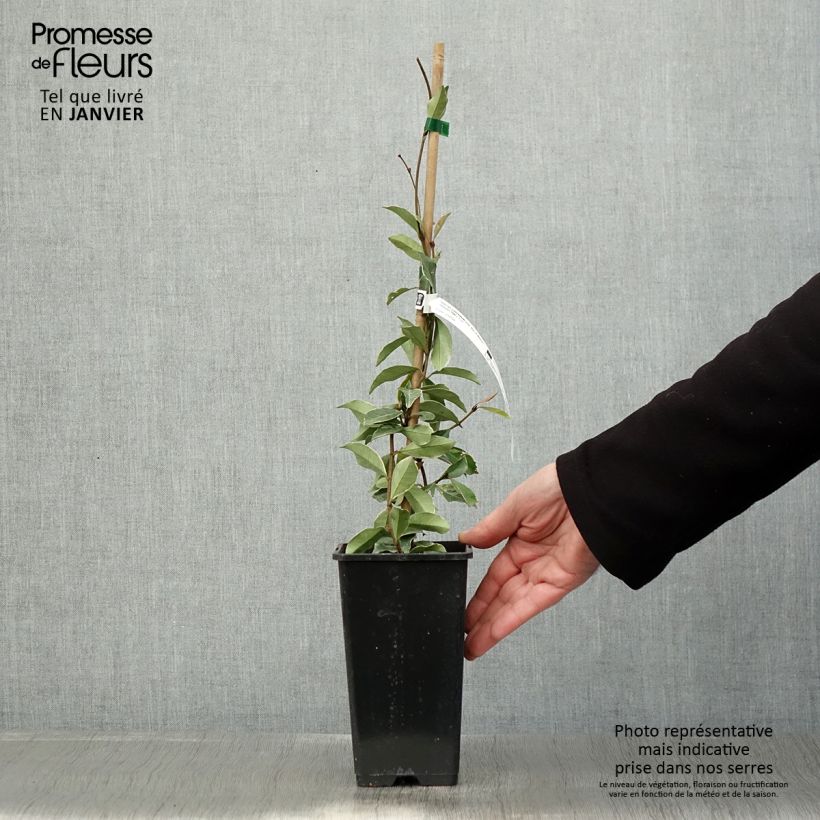Spécimen de Trachelospermum asiaticum Star of Milano - Jasmin étoilé Pot de 1,5L/2L tel que livré en hiver