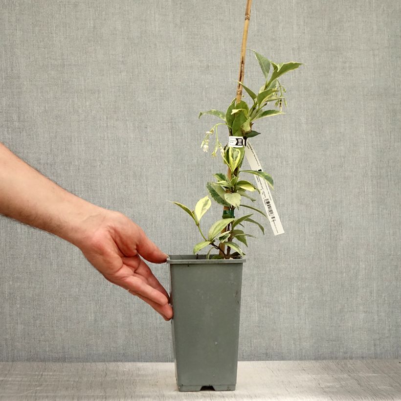 Spécimen de Trachelospermum jasminoides Sun Lover - Jasmin étoilé Pot de 1,5L/2L tel que livré en été