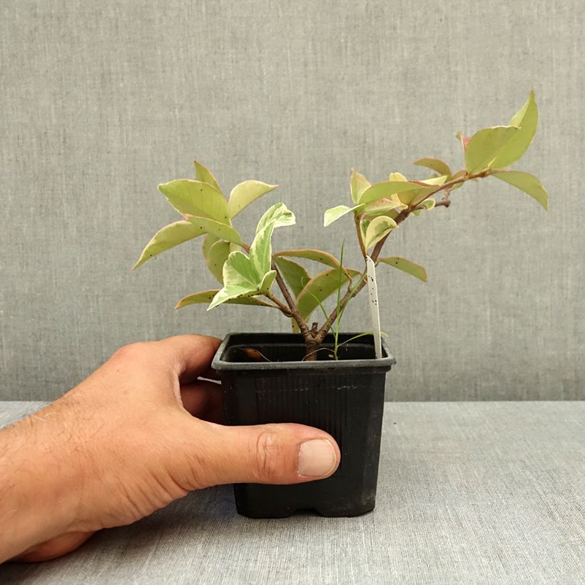 Spécimen de Trachelospermum jasminoides Variegatum - Jasmin étoilé Godet de 8/9 cm tel que livré en été