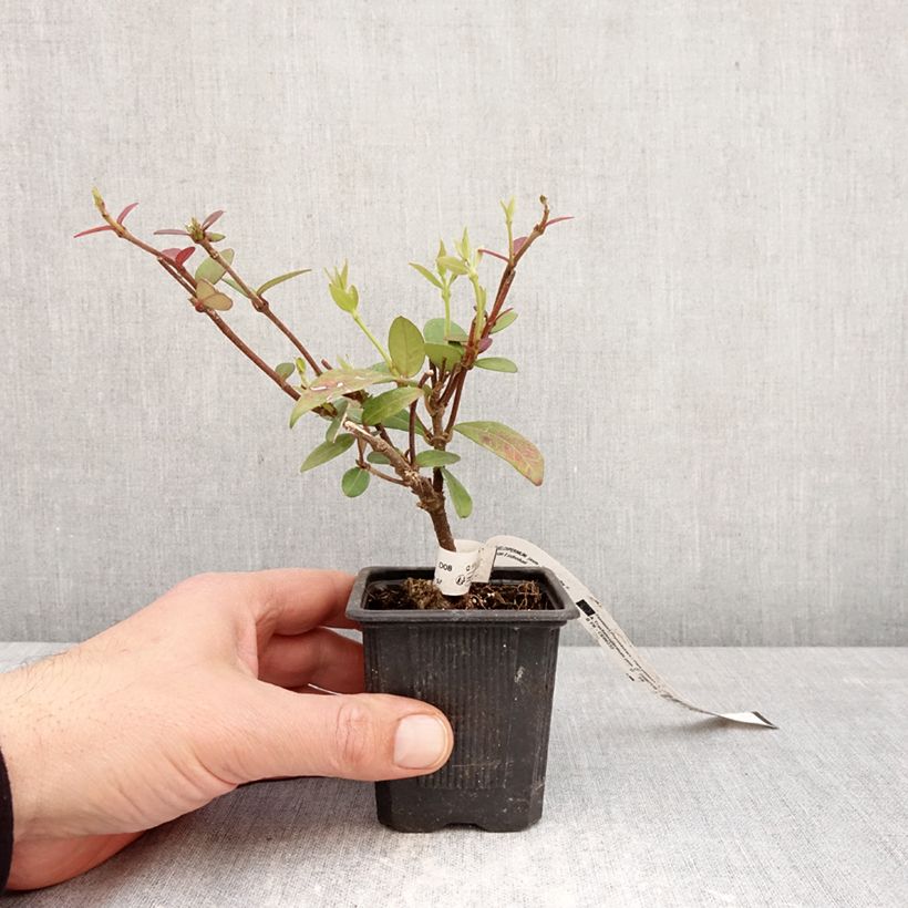 Spécimen de Trachelospermum jasminoides Winter Ruby - Jasmin étoilé Godet de 8/9 cm tel que livré au printemps