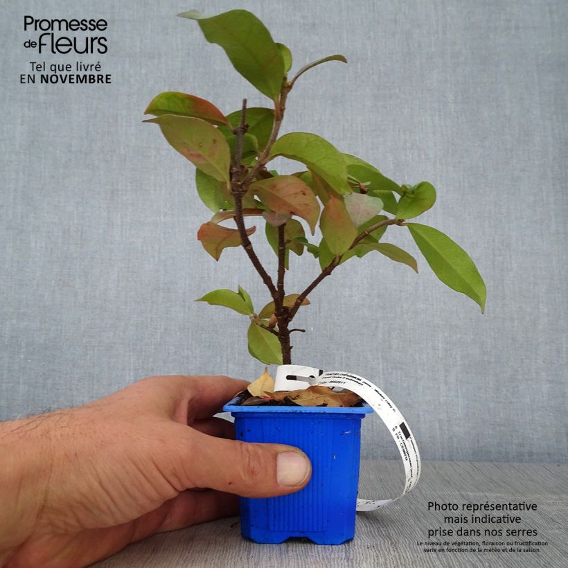 Spécimen de Trachelospermum jasminoides Winter Ruby - Jasmin étoilé Godet de 8/9 cm tel que livré en automne