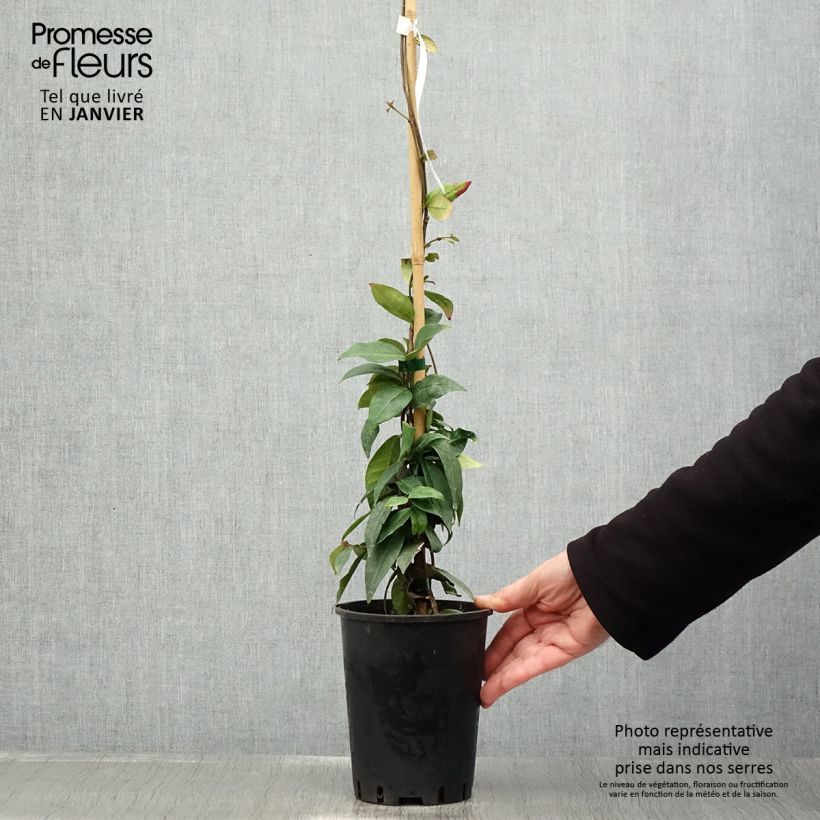 Spécimen de Trachelospermum jasminoides Winter Ruby - Jasmin étoilé Pot de 2L/3L tel que livré en hiver