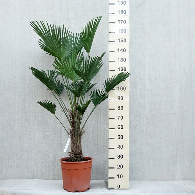 Spécimen de Trachycarpus wagnerianus - Palmier miniature Pot de 12L/15L, Hauteur de tronc (Stipe) 20/30cm tel que livré en automne