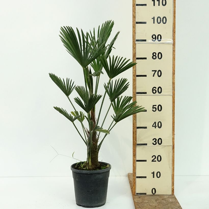 Spécimen de Trachycarpus wagnerianus - Palmier miniature Pot de 6L/7L tel que livré en été