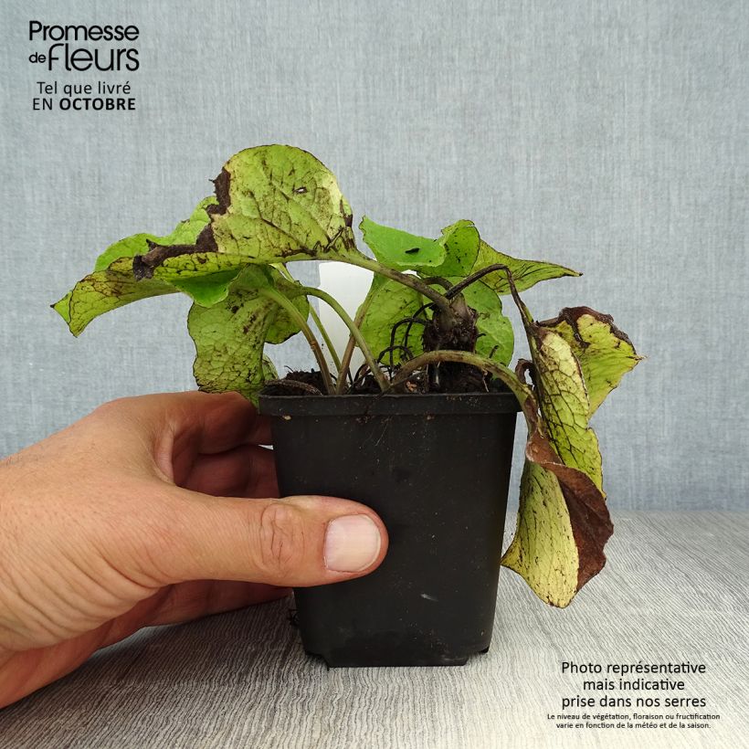 Spécimen de Trachystemon orientalis Godet de 8/9 cm tel que livré en automne
