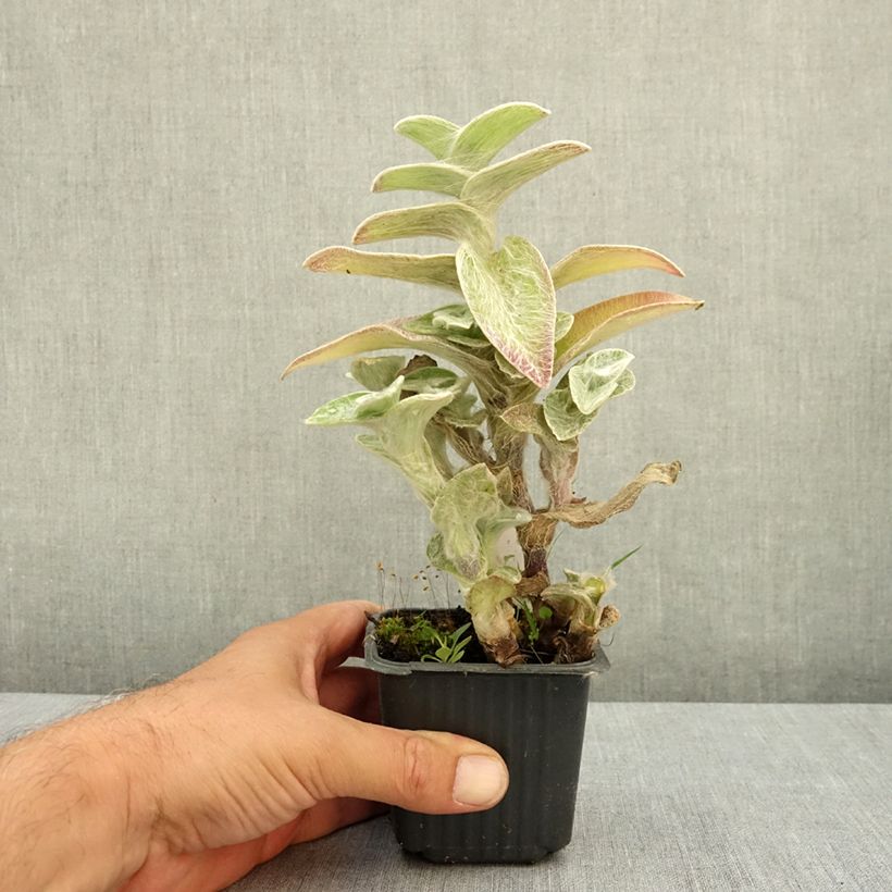 Spécimen de Tradescantia sillamontana - Misère laineuse Godet de 8/9 cm tel que livré en été
