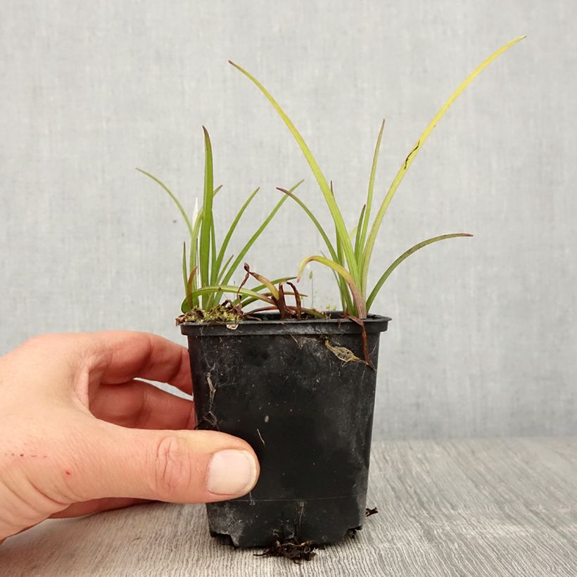 Spécimen de Tradescantia virginiana Brevicaulis - Ephémère de Virginie Godet de 8/9 cm tel que livré au printemps