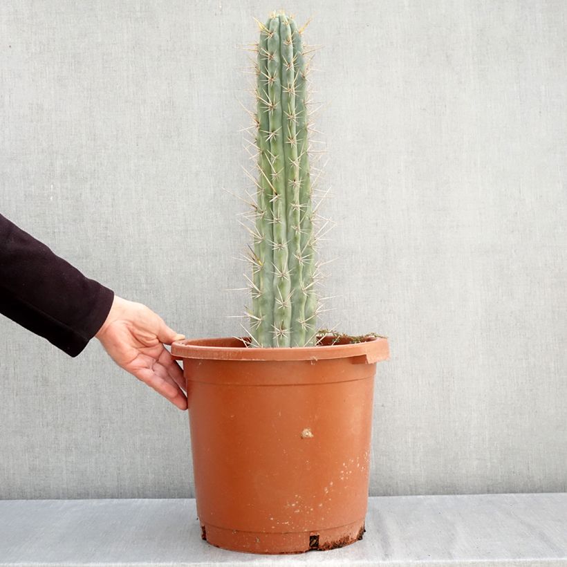Spécimen de Trichocereus cuzcoensis - Cactus cierge Pot de 12L/15L tel que livré en automne