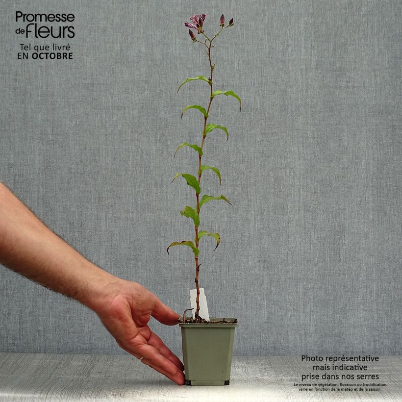 Spécimen de Tricyrtis Sinonome - Lis orchidée Godet de 8/9 cm tel que livré en automne