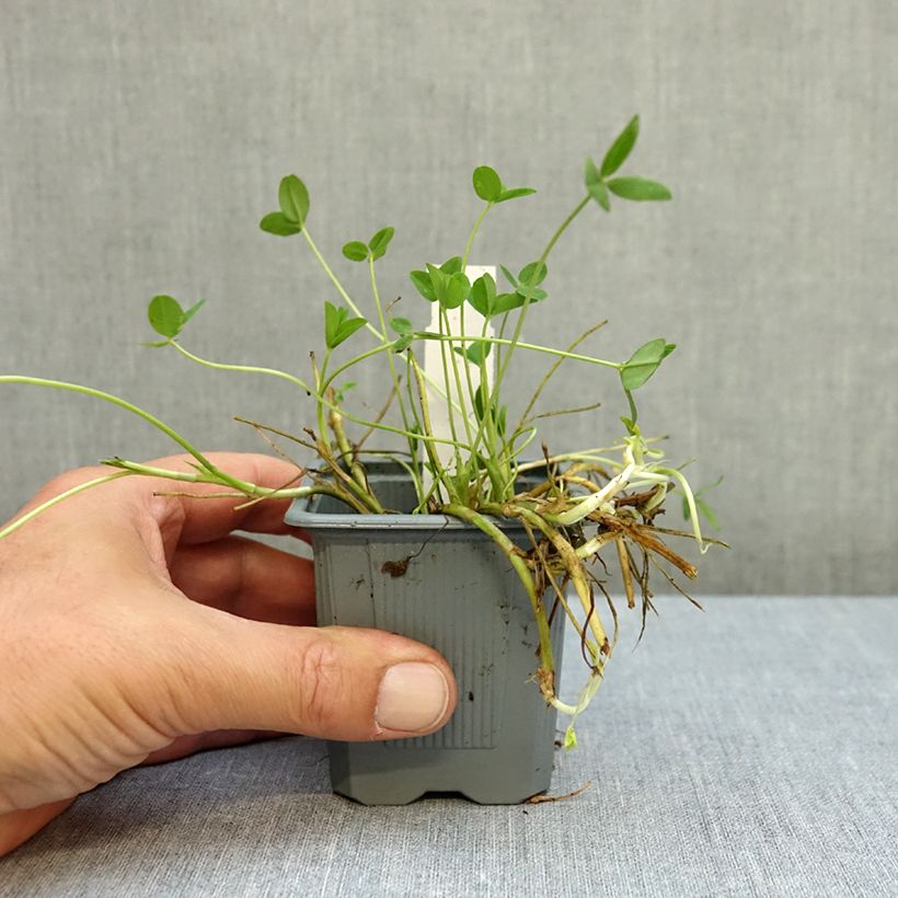Spécimen de Trifolium fragiferum - Trèfle porte-fraise Godet de 8/9 cm tel que livré en automne