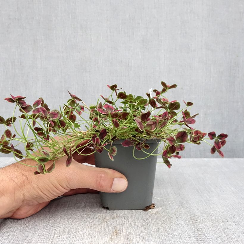 Spécimen de Trifolium repens Estelle - Trèfle Godet de 8/9 cm tel que livré en automne