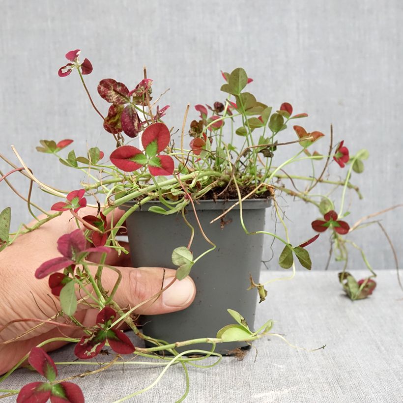 Spécimen de Trifolium repens Isabella - Trèfle Godet de 8/9 cm tel que livré en automne