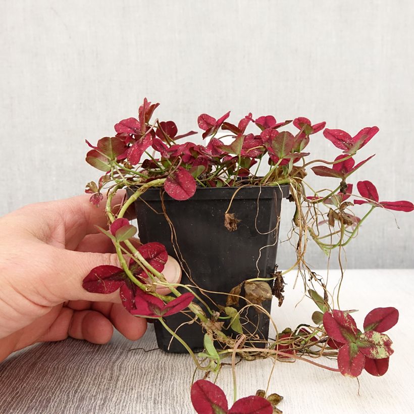 Spécimen de Trifolium repens Isabella - Trèfle Godet de 8/9 cm tel que livré au printemps