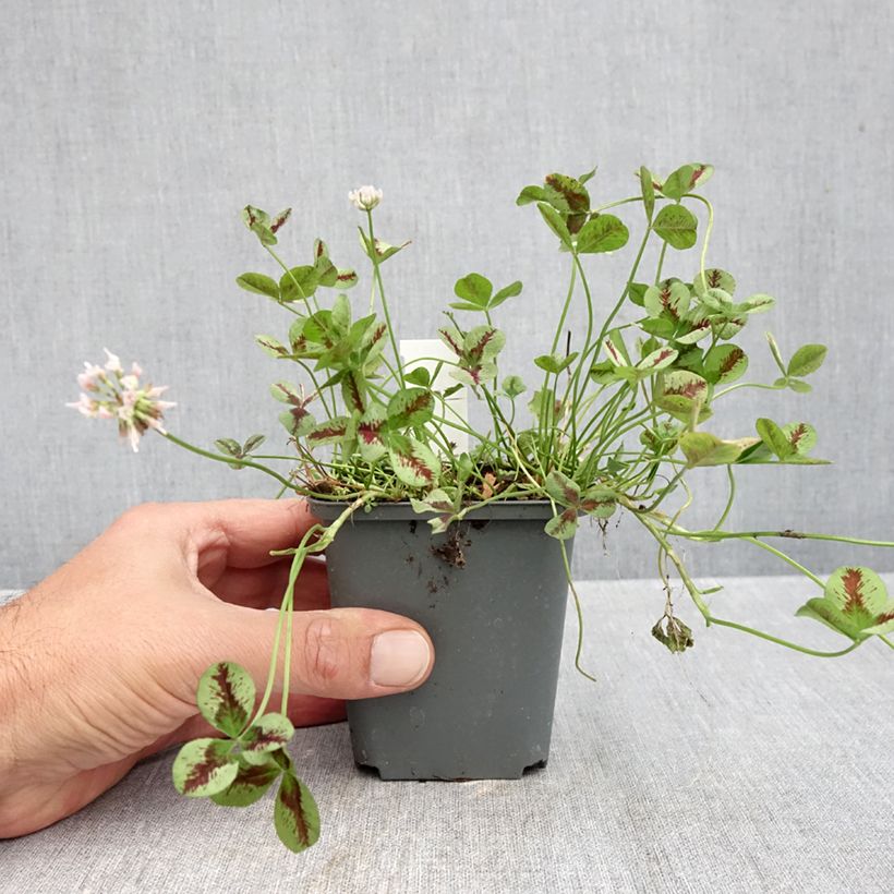 Spécimen de Trifolium repens Sweet Mike - Trèfle Godet de 8/9 cm tel que livré en automne