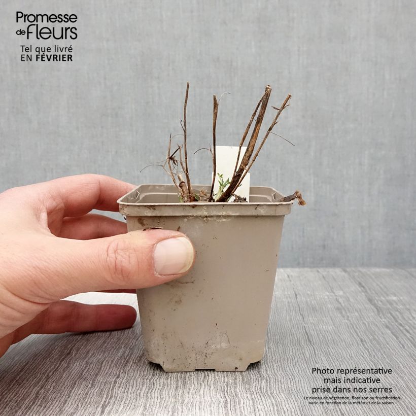 Spécimen de Trifolium rubens Peachy Pink - Trèfle pourpré Godet de 8/9 cm tel que livré en hiver