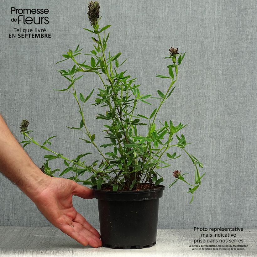 Spécimen de Trifolium rubens - Trèfle pourpré Pot de 2L/3L tel que livré en automne