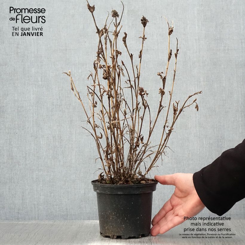 Spécimen de Trifolium rubens - Trèfle pourpré Pot de 2L/3L tel que livré en hiver