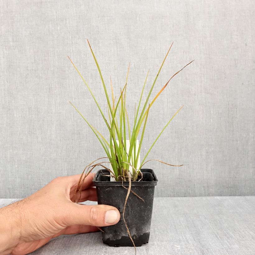Spécimen de Tritoma - Kniphofia Banana Popsicle Godet de 8/9 cm tel que livré en automne