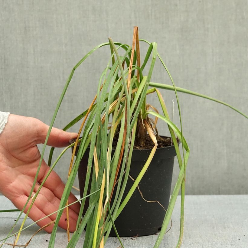 Spécimen de Tritoma - Kniphofia Mango Popsicle Pot de 1L/1,5L tel que livré en automne