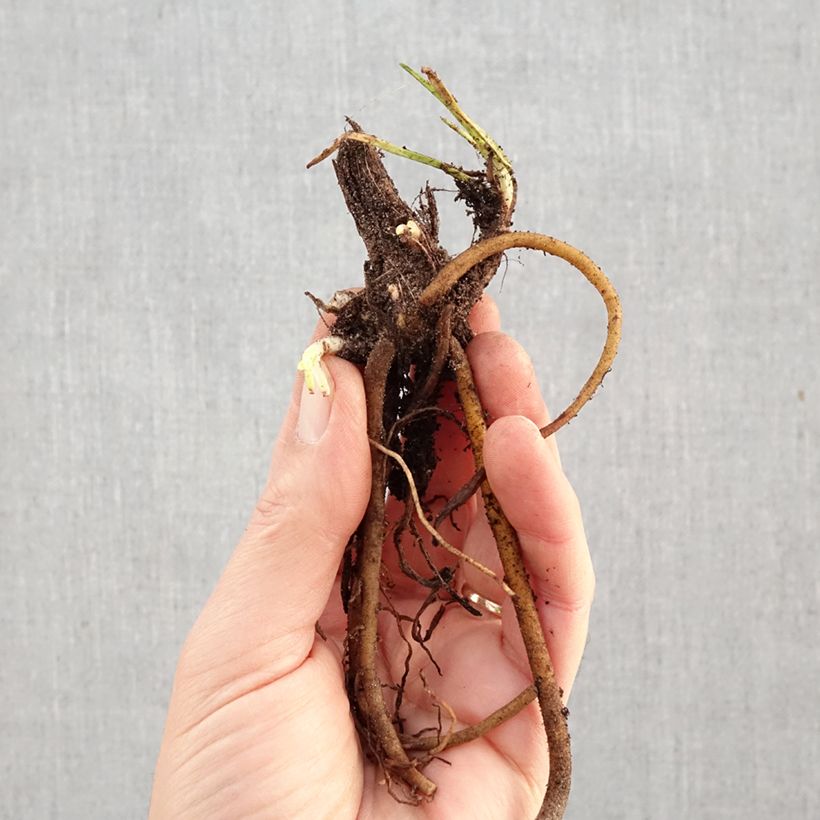 Spécimen de Tritoma - Kniphofia Mango Popsicle Racines nues tel que livré en hiver