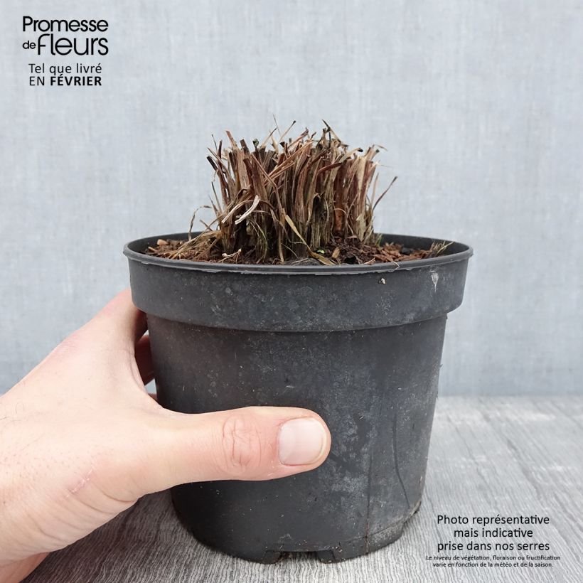 Spécimen de Tritoma - Kniphofia Nancy's Red Pot de 2L/3L tel que livré en hiver