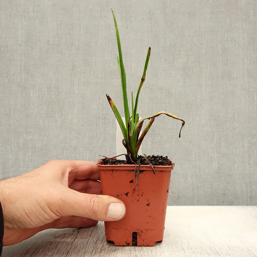 Spécimen de Tritoma - Kniphofia Orange Vanilla Popsicle Godet de 8/9 cm tel que livré en automne