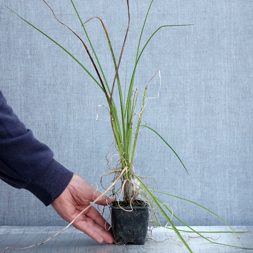 Spécimen de Tritoma - Kniphofia Papaya Popsicle Godet de 8/9 cm tel que livré en automne