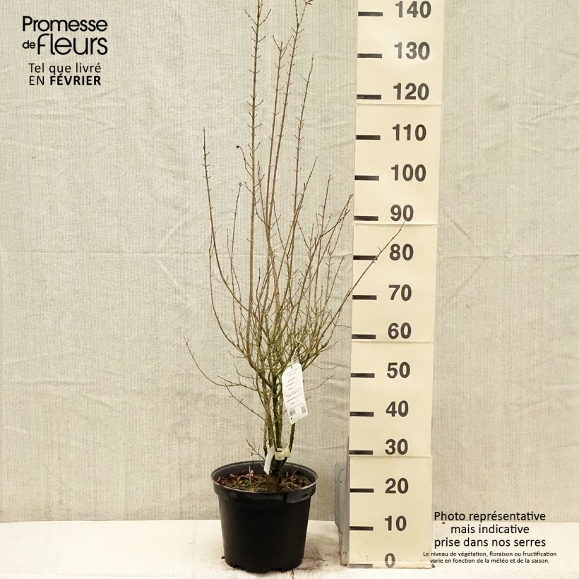 Spécimen de Troène commun - Ligustrum vulgare Atrovirens Pot de 7,5L/10L tel que livré en hiver
