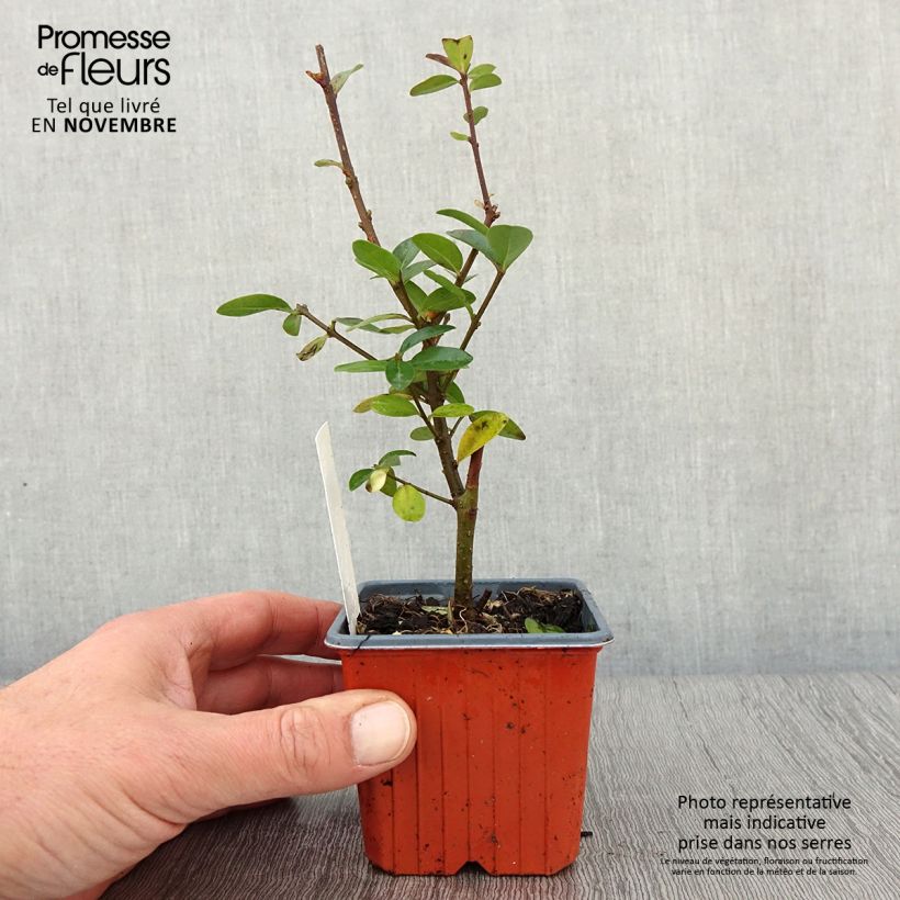 Spécimen de Troène commun - Ligustrum vulgare Atrovirens Godet de 8/9 cm tel que livré en automne