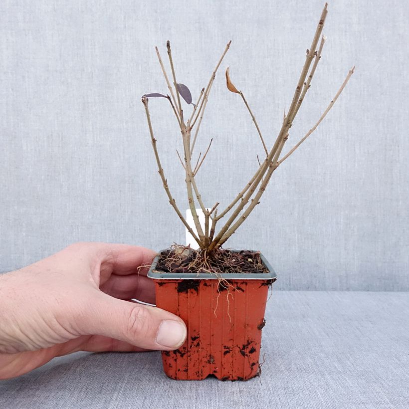 Spécimen de Troène commun - Ligustrum vulgare Atrovirens Godet de 8/9 cm tel que livré en hiver