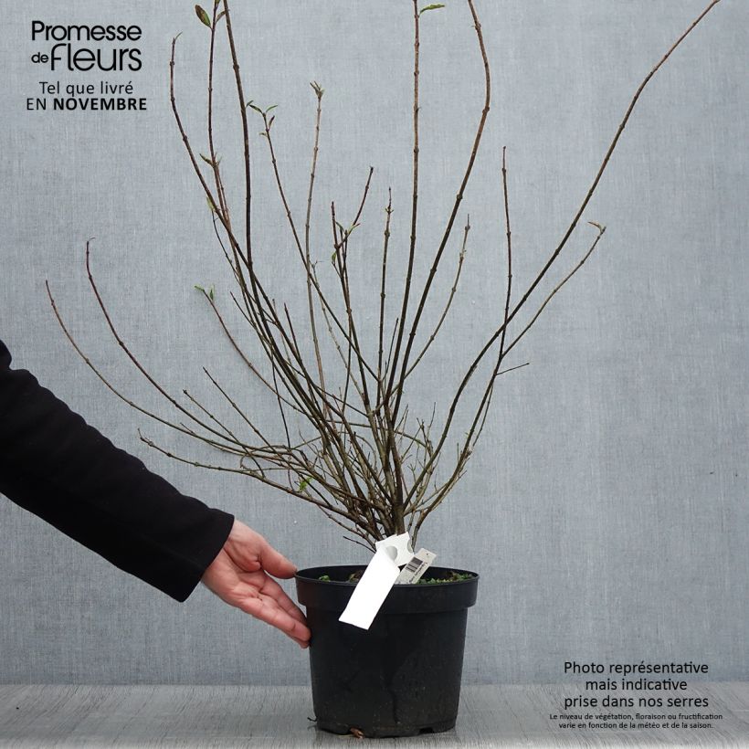Spécimen de Troène commun - Ligustrum vulgare Atrovirens Pot de 4L/5L tel que livré en automne