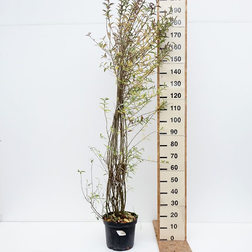 Spécimen de Troène commun - Ligustrum vulgare Atrovirens Pot de 12L/15L tel que livré en automne