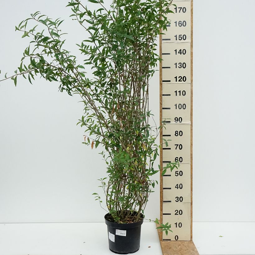 Spécimen de Troène commun - Ligustrum vulgare Atrovirens Pot de 12L/15L tel que livré en été