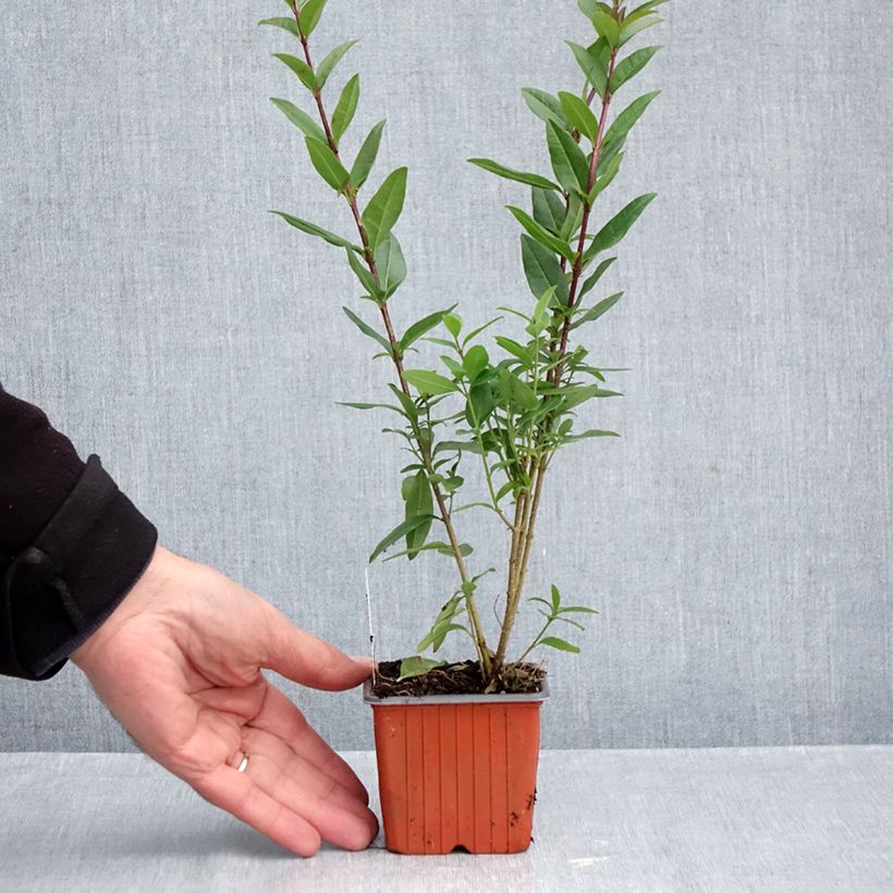 Spécimen de Troène commun - Ligustrum vulgare Lodense Godet de 8/9 cm tel que livré en automne