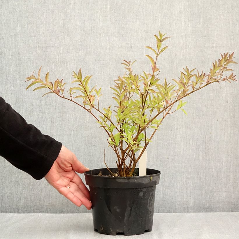Spécimen de Troène commun - Ligustrum vulgare Lodense Pot de 3L/4L tel que livré en automne
