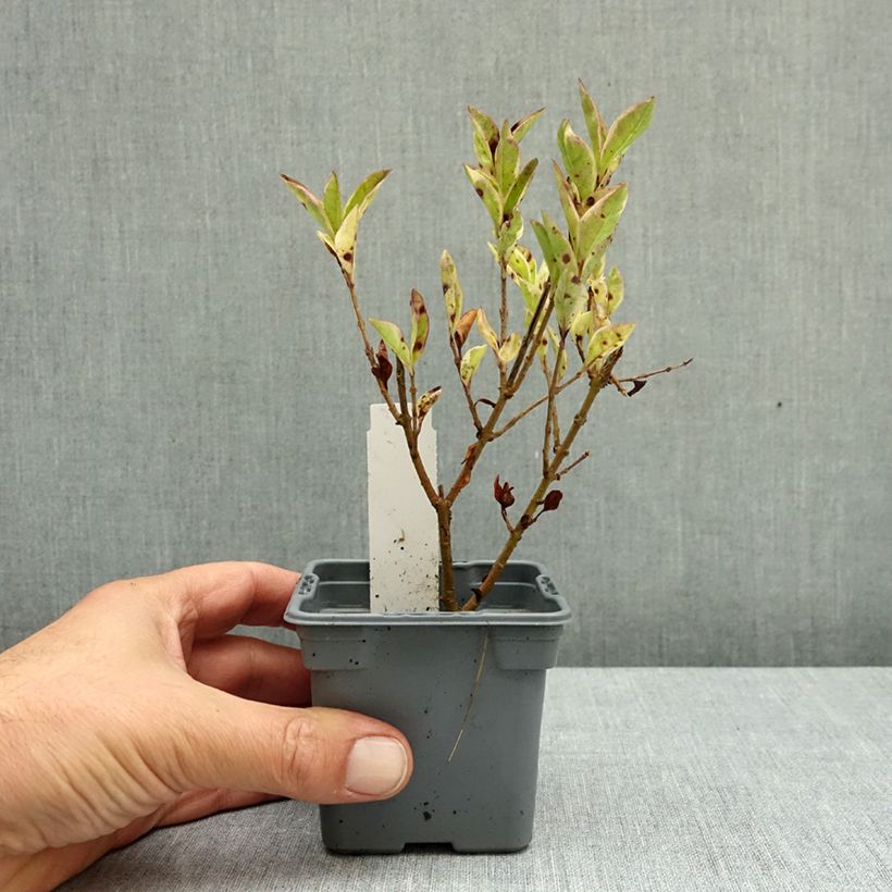 Spécimen de Troène de Californie Argenteum - Ligustrum ovalifolium Godet de 8/9 cm tel que livré en automne
