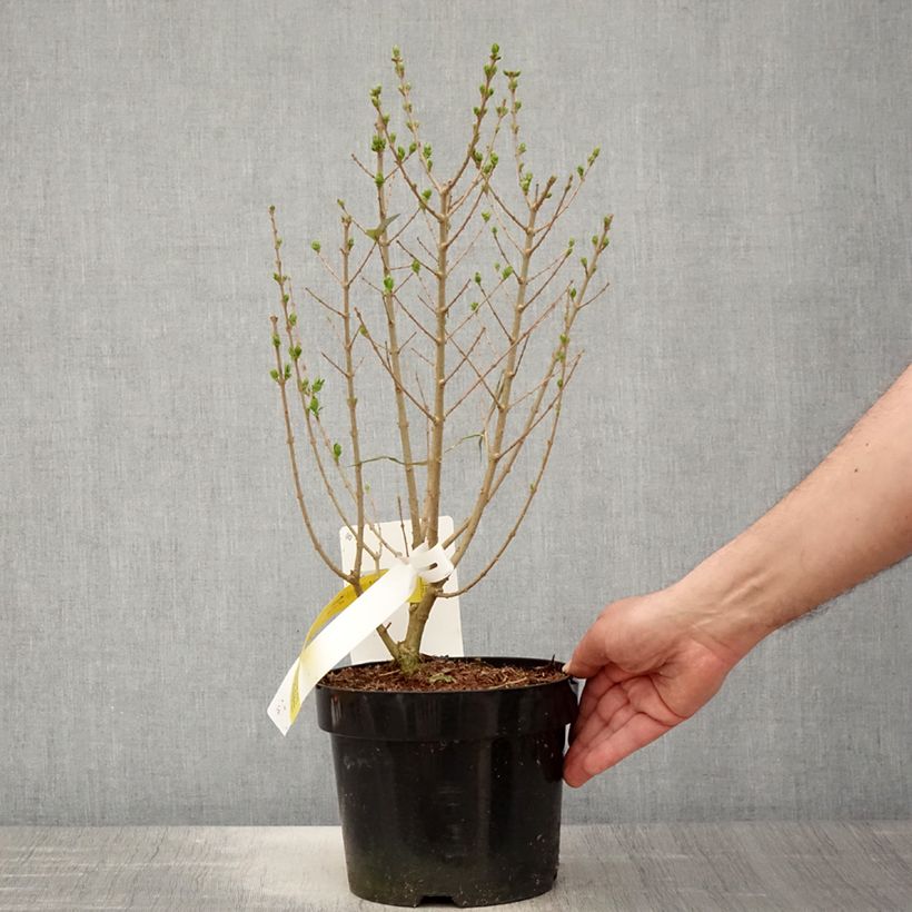 Spécimen de Troène de Californie - Ligustrum ovalifolium Green Diamond Pot de 2L/3L tel que livré au printemps