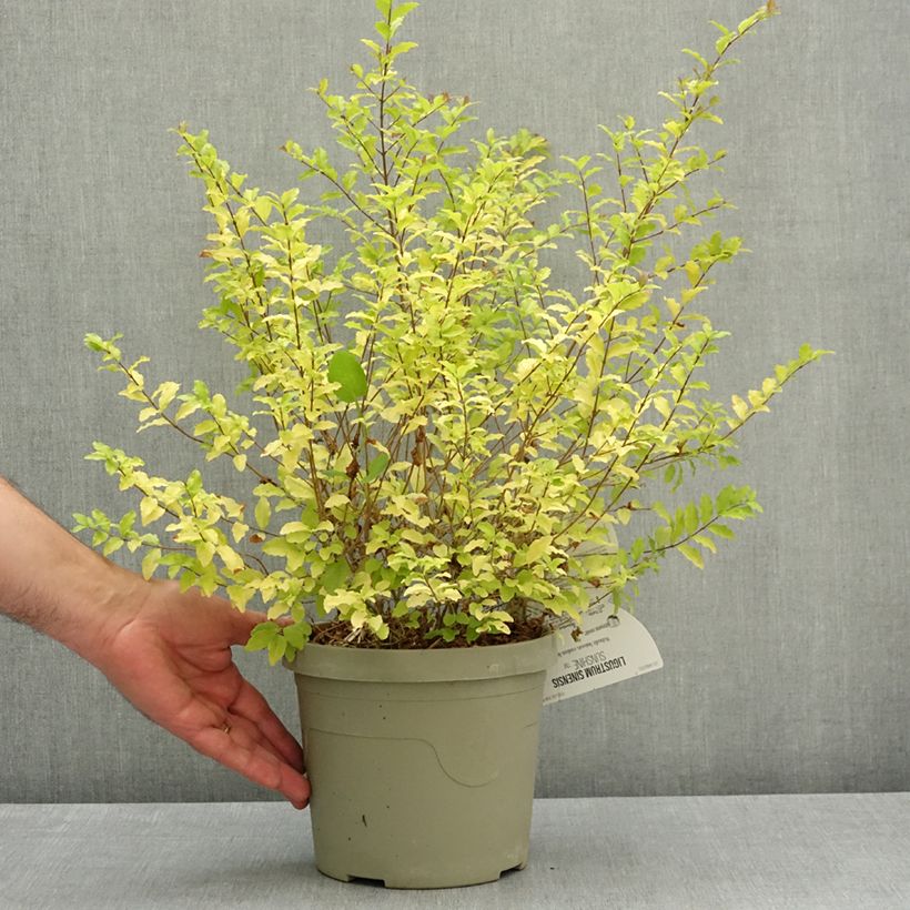 Spécimen de Troène de Chine - Ligustrum sinense Sunshine Pot de 2L/3L tel que livré au printemps