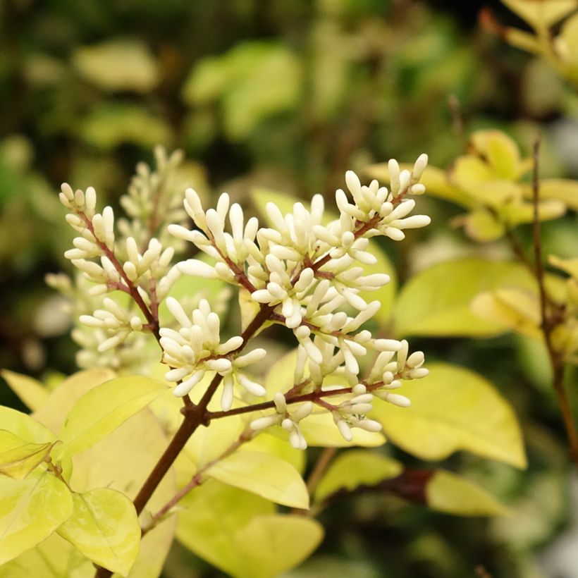 Troène doré - Ligustrum vicaryi (Floraison)