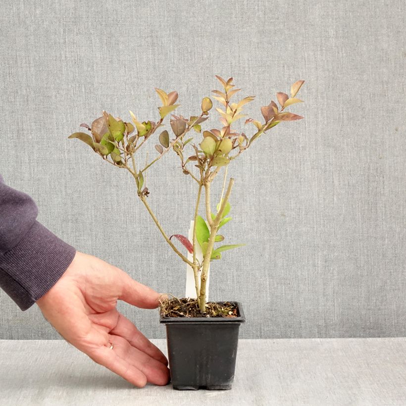 Spécimen de Troène doré - Ligustrum vicaryi  Godet de 8/9 cm tel que livré en automne