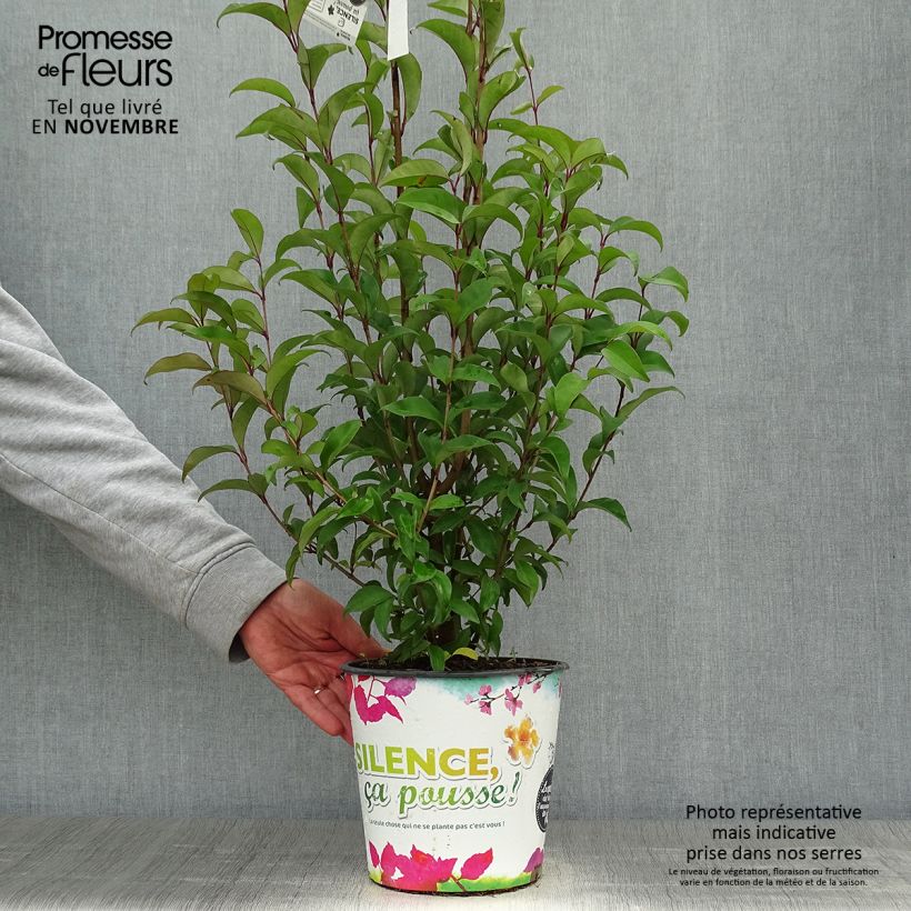 Spécimen de Troène du Japon - Ligustrum japonicum Pot de 1,5L/2L tel que livré en automne