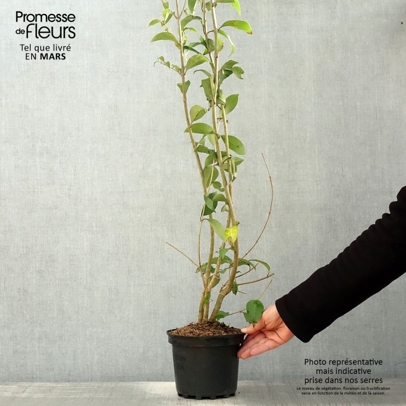 Spécimen de Troène du Japon - Ligustrum japonicum Pot de 1,5L/2L tel que livré au printemps