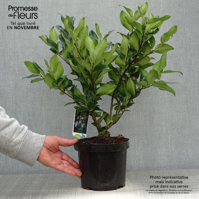 Spécimen de Troène du Texas - Ligustrum japonicum Texanum Pot de 2L/3L tel que livré en automne