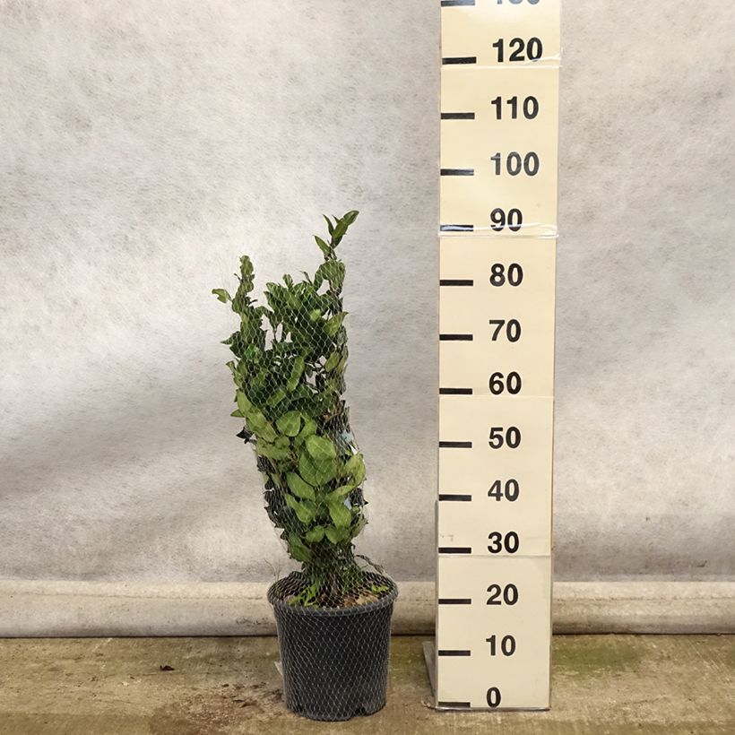 Spécimen de Troène du Texas - Ligustrum japonicum Texanum Pot de 7,5L/10L tel que livré en automne