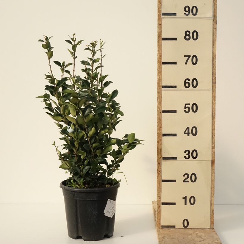 Spécimen de Troène du Texas - Ligustrum japonicum Texanum Pot de 7,5L/10L tel que livré en hiver