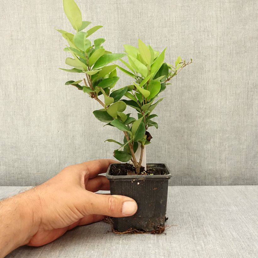 Spécimen de Troène du Texas - Ligustrum japonicum Texanum Godet de 8/9 cm tel que livré en été