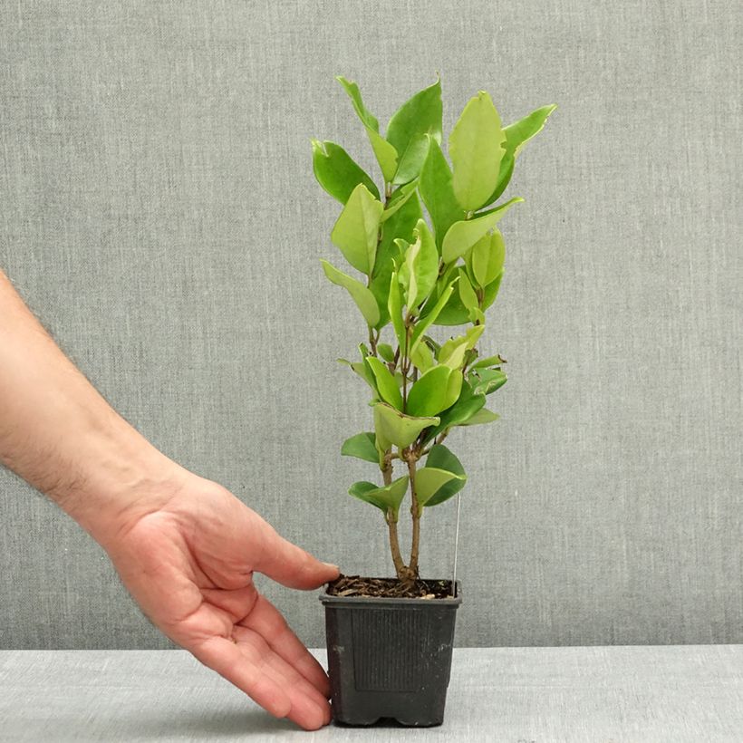 Spécimen de Troène du Texas - Ligustrum japonicum Texanum Godet de 8/9 cm tel que livré au printemps