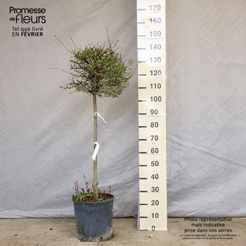 Spécimen de Troène - Ligustrum delavayanum Pot de 12L/15L, Demi-tige (60cm), forme boule diamètre 30/35 cm tel que livré en hiver