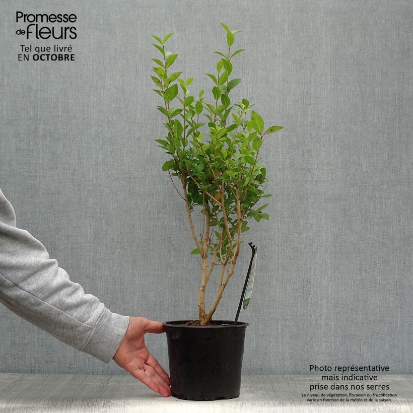 Spécimen de Troène - Ligustrum ovalifolium Pot de 2L/3L tel que livré en automne